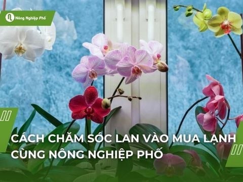 Cách chăm sóc lan vào mùa lạnh | Nông Nghiệp Phố