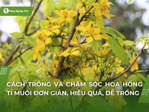 Cây Mai Rừng - Mẹo Trồng, Chăm Sóc Và Tạo Dáng Cho Cây Mai Đẹp | Nông nghiệp phố