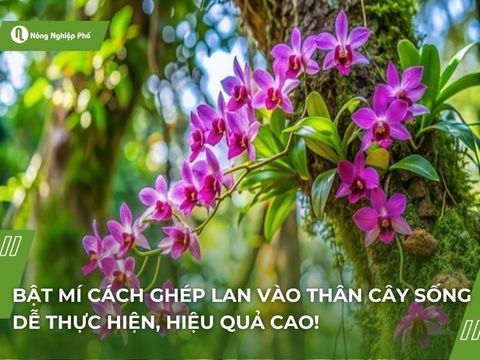 Bật mí cách ghép lan vào thân cây sống – Dễ thực hiện, hiệu quả cao!