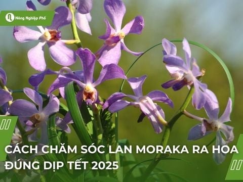 Cách chăm sóc lan Mokara ra hoa đúng dịp tết 2025