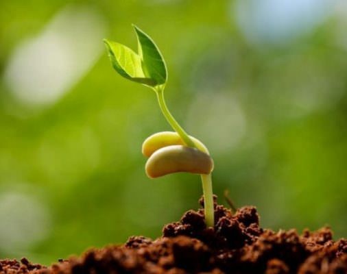 5 yêu cầu cần có của một giá thể ươm giống