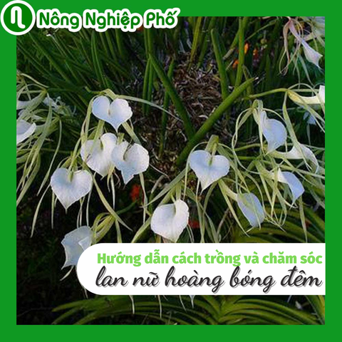 Hướng dẫn trồng và chăm sóc lan nữ hoàng bóng đêm | Nông Nghiệp Phố