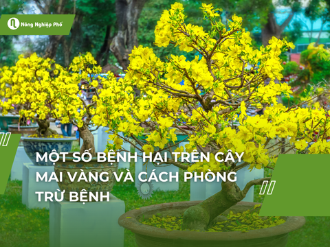 Một số bệnh hại trên cây mai vàng và cách phòng trừ bệnh
