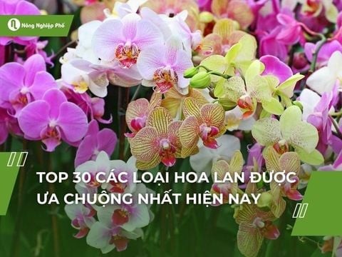 Top 30 các loại hoa lan được ưa chuộng nhất hiện nay