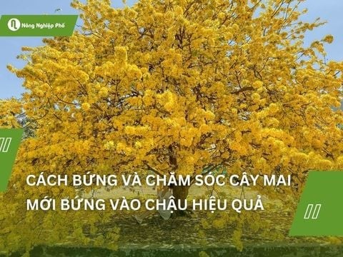 Cách bứng và chăm sóc cây mai mới bứng vào chậu hiệu quả