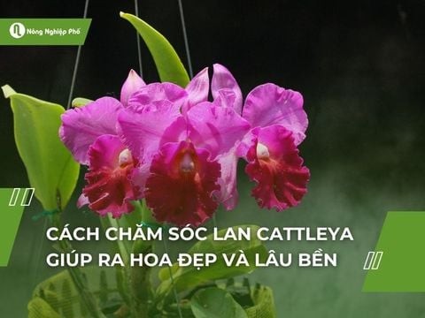 Cách chăm sóc lan Cattleya giúp ra hoa đẹp và lâu bền