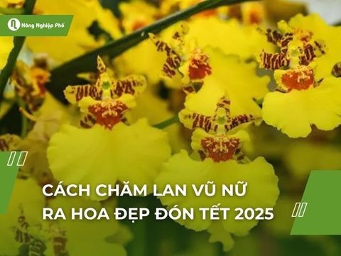 Cách chăm lan vũ nữ ra hoa đẹp đón Tết 2025