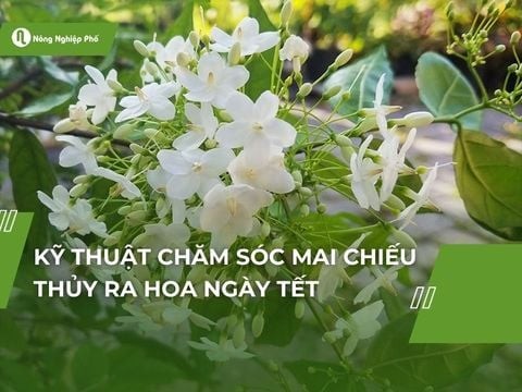 Kỹ thuật chăm sóc mai chiếu thủy ra hoa ngày Tết