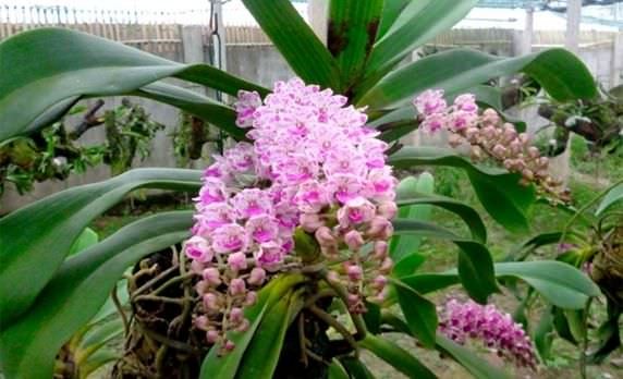 Cách ghép lan ngọc điểm vào gỗ cực đơn giản