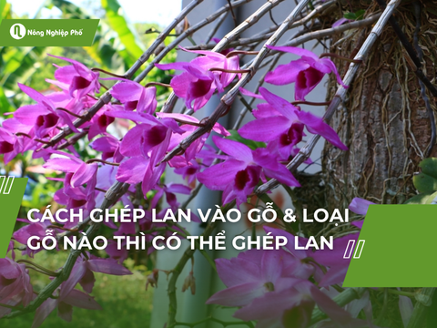 Cách ghép lan vào gỗ & loại gỗ nào thì có thể ghép lan