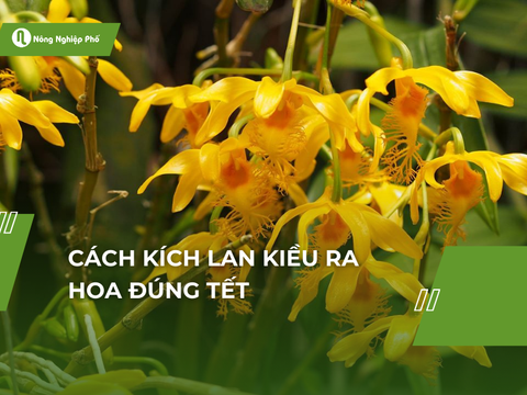 Cách kích Lan Kiều ra hoa đúng Tết