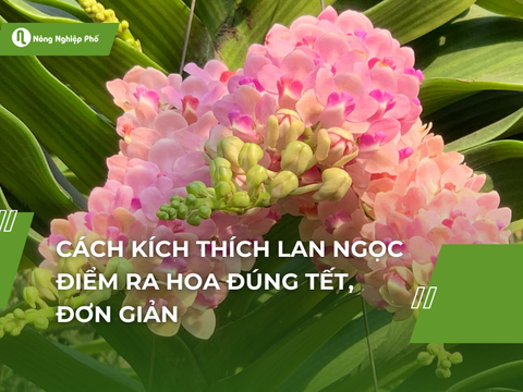 Cách kích thích lan Ngọc điểm ra hoa đúng tết, đơn giản