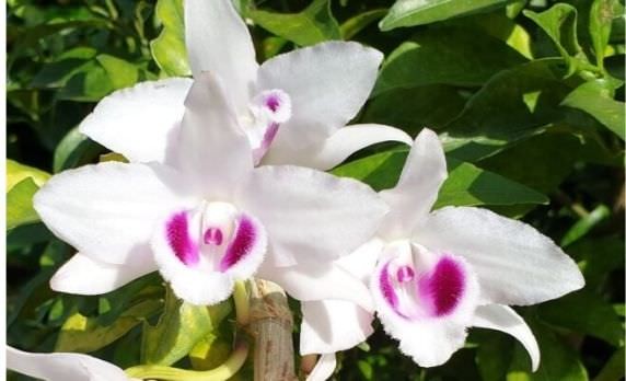 Cách nhân giống lan phi điệp và kỹ thuật ươm keiki đơn giản