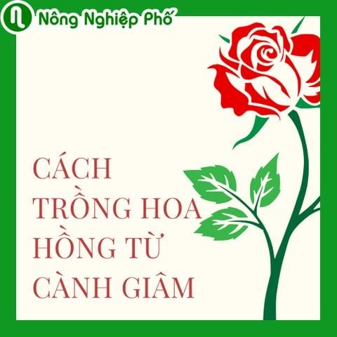 Cách trồng hoa hồng bằng phương pháp giâm cành | Nông nghiệp phố