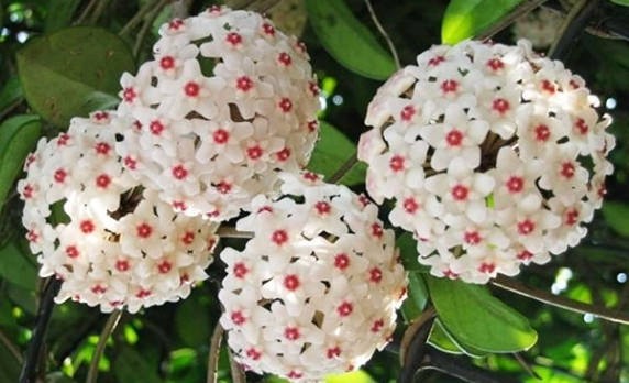 Hoa lan cẩm cù – Cách trồng và chăm sóc cực đơn giản