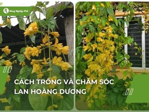 Lan hoàng dương, Ý nghĩa cách trồng và chăm sóc | Nông Nghiệp Phố