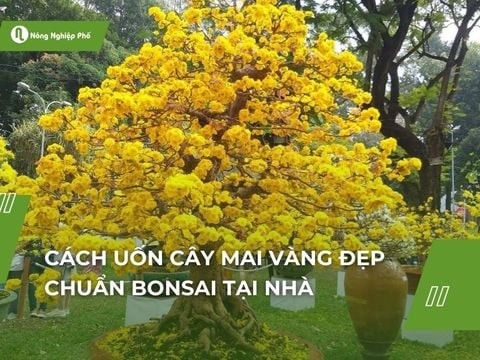 Cách uốn cây mai vàng đẹp chuẩn bonsai tại nhà