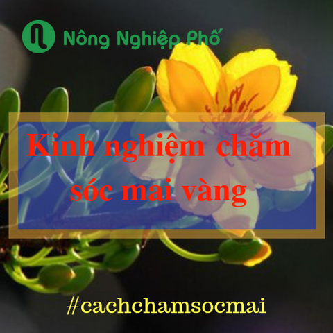 Mai vàng - Hướng dẫn chăm sóc cây trước và sau tết | Nông nghiệp phố