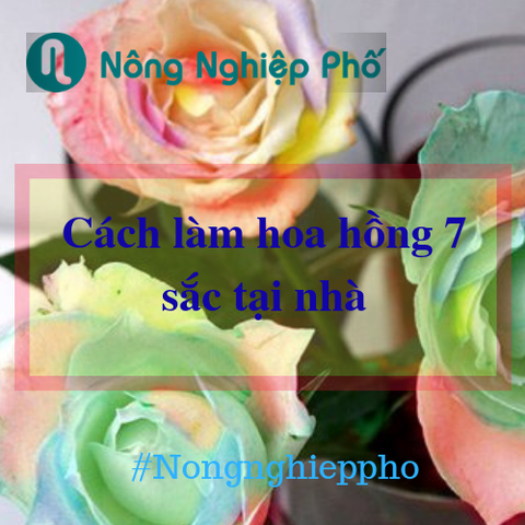 3 bước làm hoa hồng bảy sắc cầu vồng cực dễ tại nhà | Nông nghiệp phố