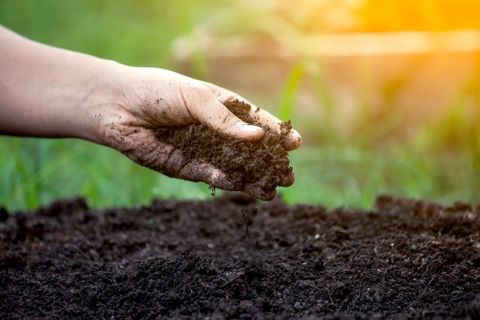 Cách xử lý giá thể trồng lan, có thể sử dụng những loại nào tốt nhất? Vỏ thông bị ẩm mốc sau khi phơi khô có cần phải xử lý lại không?