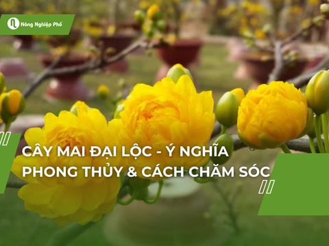 Cây mai đại lộc - Ý nghĩa phong thủy và cách chăm sóc