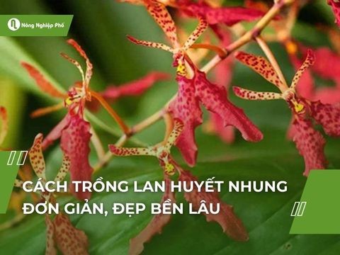 Cách trồng lan huyết nhung đơn giản, đẹp bền lâu
