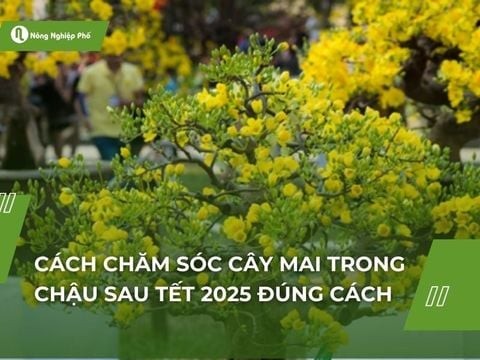 Cách chăm sóc cây mai trong chậu sau Tết 2025 đúng cách