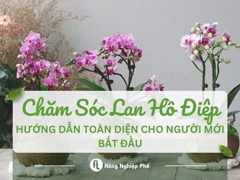 Hướng dẫn chăm sóc Lan Hồ Điệp toàn diện cho người mới bắt đầu
