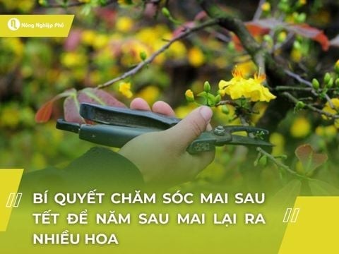 Cách chăm sóc mai sau tết để năm sau mai lại ra nhiều hoa