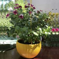 Chậu sọc treo trồng hoa, cây kiểng
