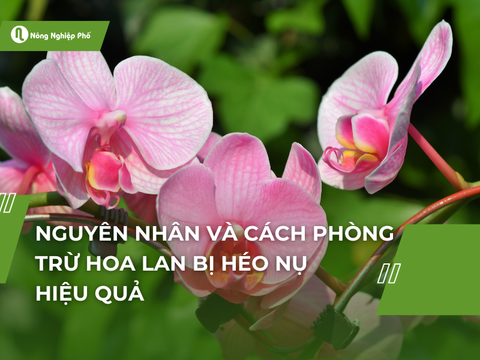 Nguyên nhân và cách phòng trừ hoa lan bị héo nụ hiệu quả