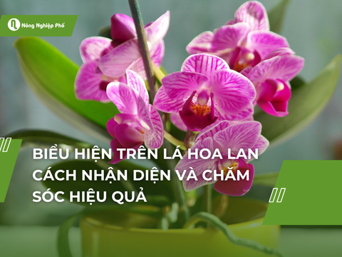 Biểu hiện trên lá hoa lan: Cách nhận diện và chăm sóc hiệu quả