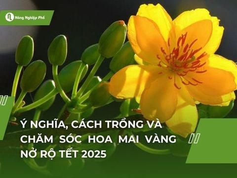 Ý nghĩa, cách trồng và chăm sóc hoa mai vàng nở rộ Tết 2025