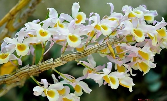 Kinh nghiệm trồng và chăm sóc hoàng phi hạc
