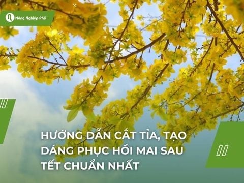 Hướng dẫn cắt tỉa, tạo dáng phục hồi mai sau Tết 2025