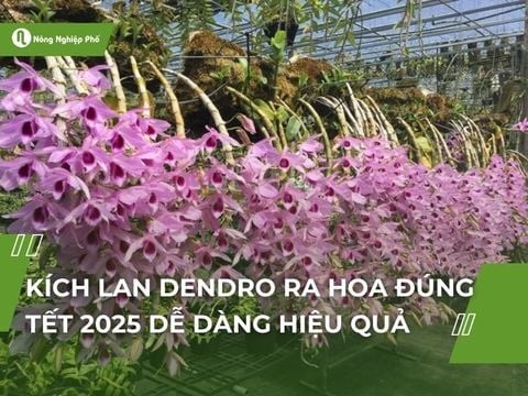 Kích lan Dendro ra hoa đúng tết 2025 dễ dàng hiệu quả