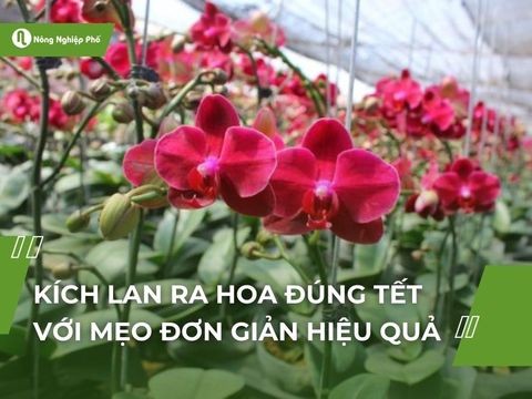 Kích lan ra hoa đúng tết với mẹo đơn giản hiệu quả