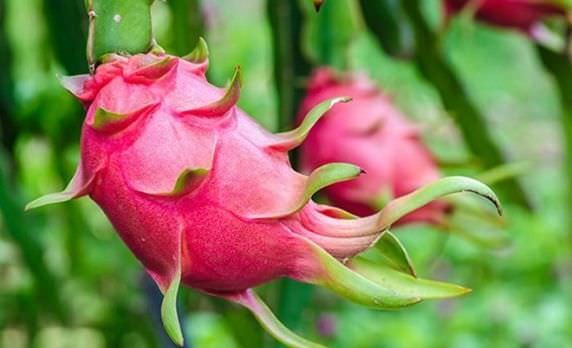 Kỹ thuật trồng và chăm sóc cây thanh long