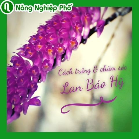 Cách trồng và chăm sóc lan báo hỷ ra hoa ngay Tết | Nông nghiệp phố