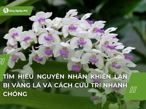 Tìm hiểu nguyên nhân khiến lan bị vàng lá và cách cứu trị nhanh chóng