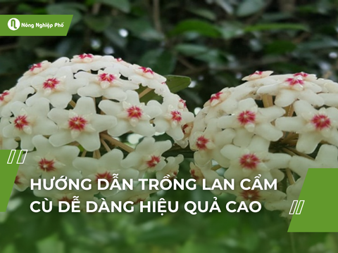 Hướng dẫn trồng lan cẩm cù dễ dàng hiệu quả cao