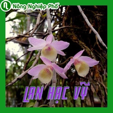 Cách trồng và cách chăm sóc lan Hạc Vỹ | Nông nghiệp phố