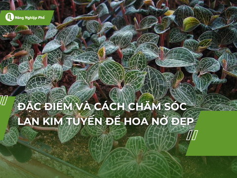 Đặc điểm và cách chăm sóc lan kim tuyến để hoa nở đẹp