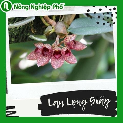 Cách trồng lan lọng giầy Bulbophyllum frostii bạn đã biết | Nông Nghiệp Phố