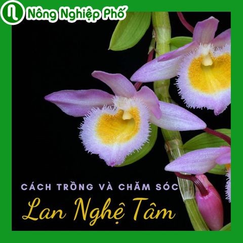 Bí quyết trồng và chăm sóc lan Nghệ tâm | Nông nghiệp phố