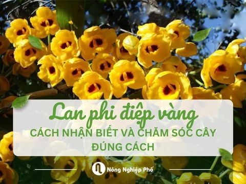 Lan phi điệp vàng: Cách nhận biết và chăm sóc đúng cách