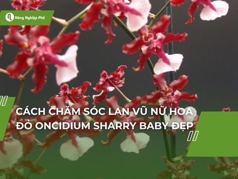 Cách chăm sóc lan vũ nữ hoa đỏ Oncidium Sharry Baby đẹp