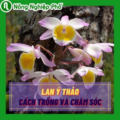 Bạn đã chơi lan ý thảo đúng cách chưa | Nông nghiệp phố