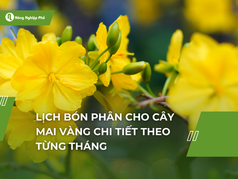 Lịch bón phân cho cây mai vàng chi tiết theo từng tháng | Nông Nghiệp Phố