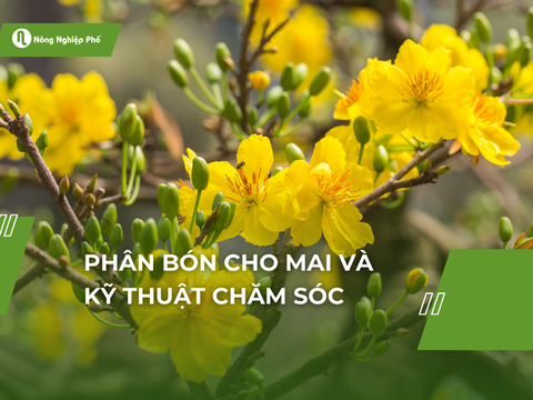 Phân bón cho mai và kỹ thuật chăm sóc